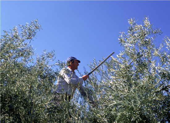 Making of olive oil 1
