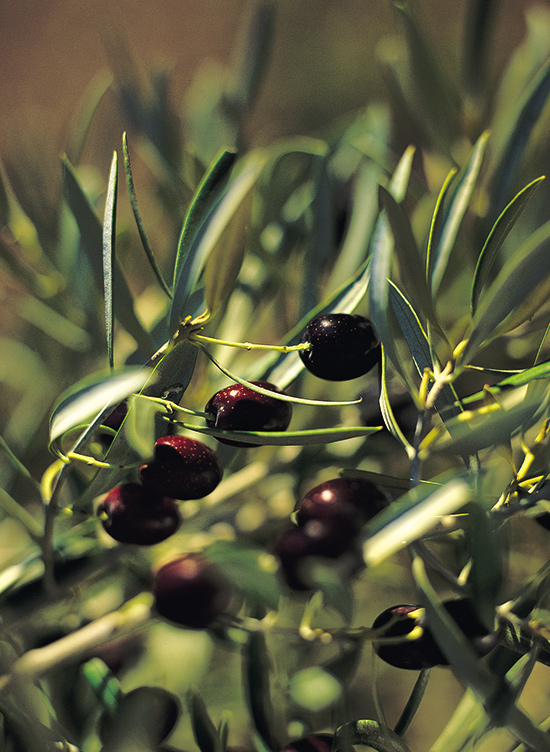 Making of olive oil 2